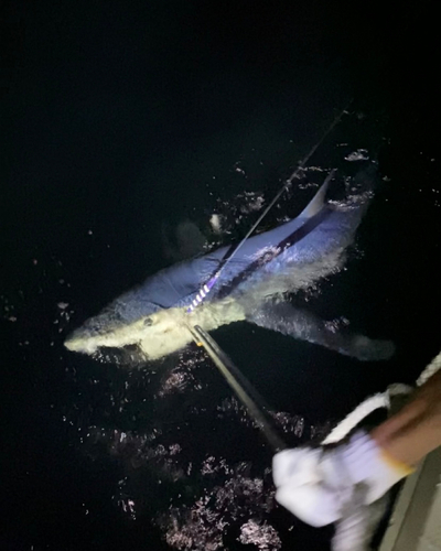 アオザメの釣果