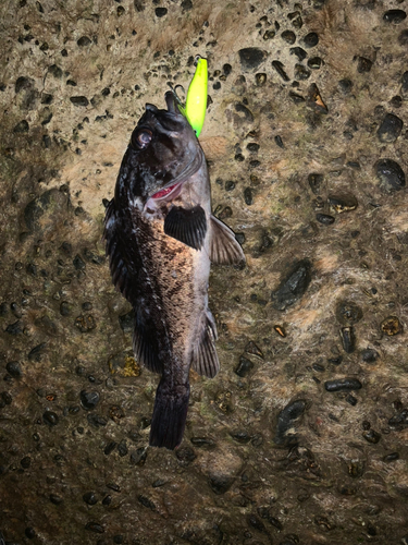 クロソイの釣果