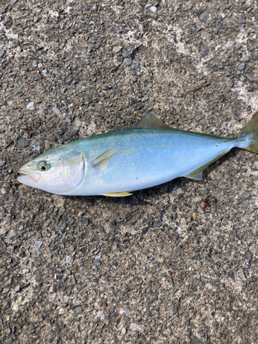 ワカシの釣果