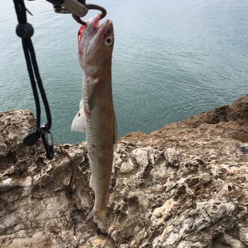 エソの釣果