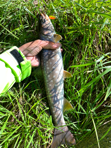 アメマスの釣果