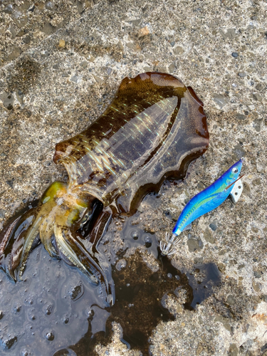 アオリイカの釣果