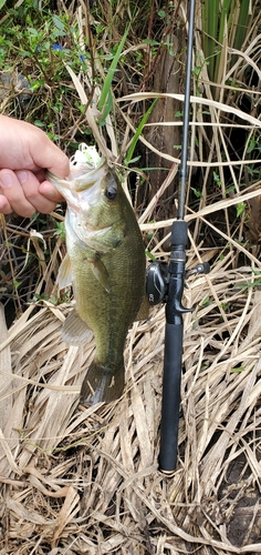 ラージマウスバスの釣果