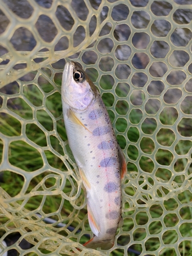 アマゴの釣果