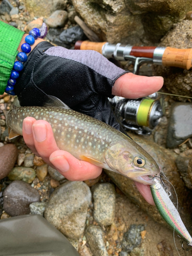 ニッコウイワナの釣果