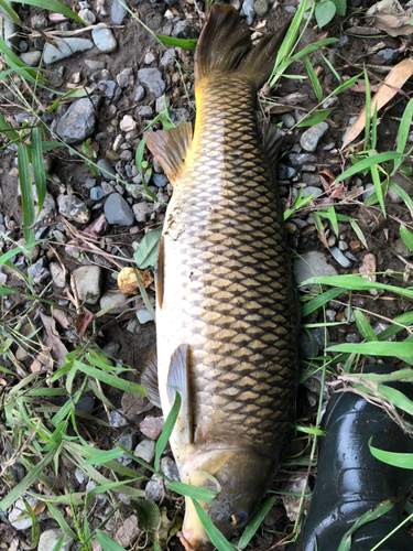 コイの釣果