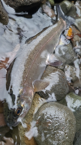 ニジマスの釣果