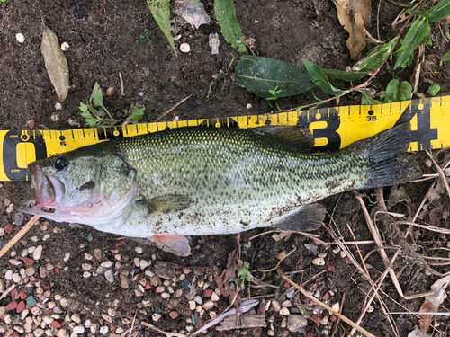 ブラックバスの釣果