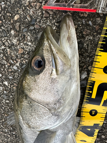 シーバスの釣果