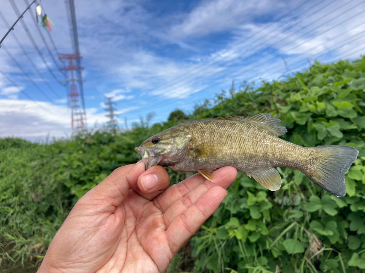 スモールマウスバス