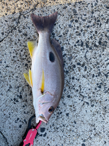 ニセクロホシフエダイの釣果