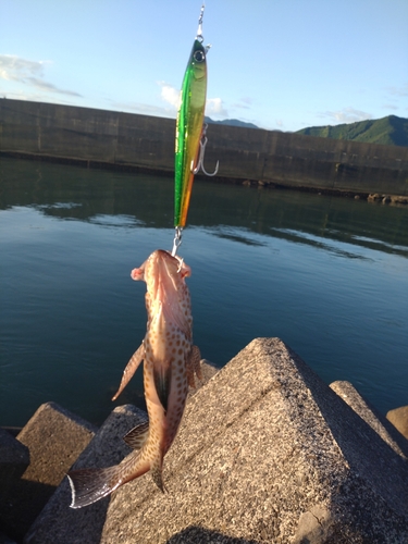 オオモンハタの釣果