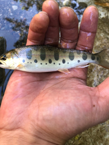 ヤマメの釣果