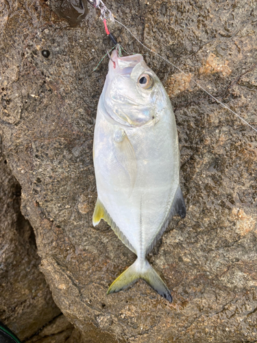 メッキの釣果