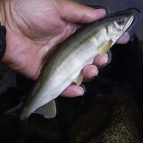 アユの釣果