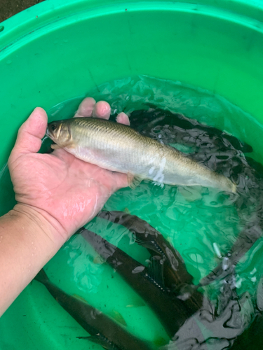 アユの釣果