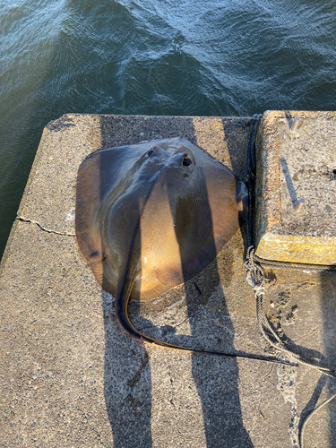 アカエイの釣果