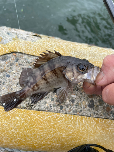 メバルの釣果