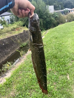 マナマズの釣果