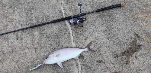 ショゴの釣果