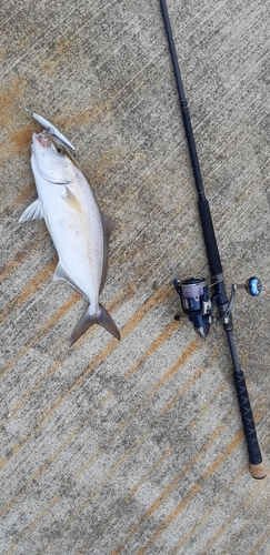 ショゴの釣果