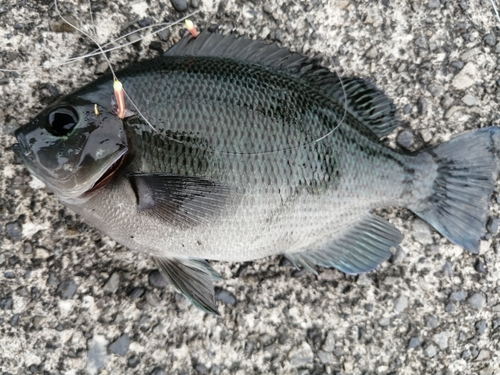 グレの釣果