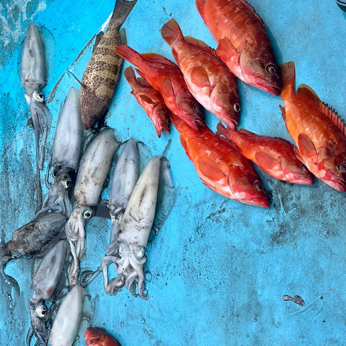 アカハタの釣果