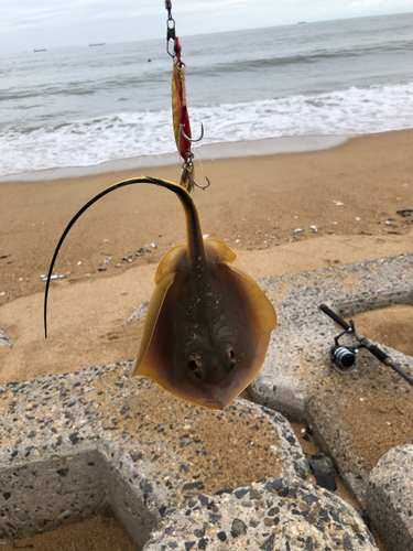 アカエイの釣果