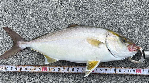 ショゴの釣果