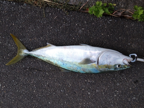 ハマチの釣果