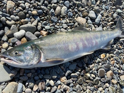 アキアジの釣果