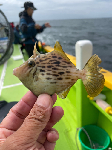 カワハギの釣果