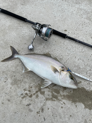 シオの釣果