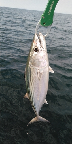 ハガツオの釣果