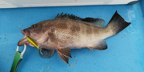 オオモンハタの釣果