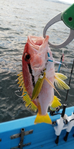 ヨコスジフエダイの釣果