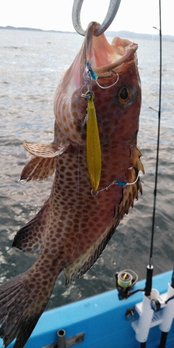 オオモンハタの釣果