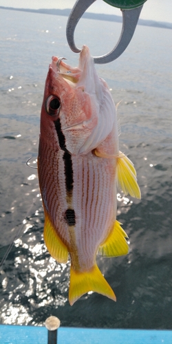 ヨコスジフエダイの釣果