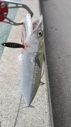 サゴシの釣果