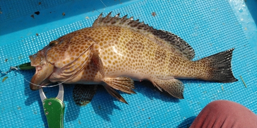 オオモンハタの釣果