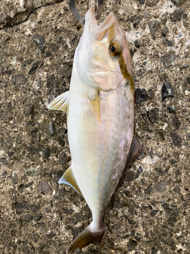 ショゴの釣果