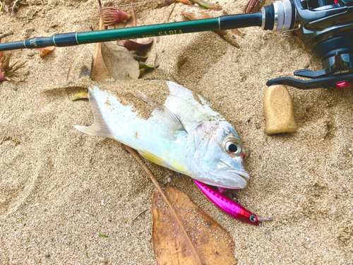 ロウニンアジの釣果