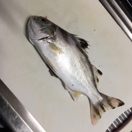 コトヒキの釣果