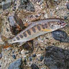 アマゴの釣果