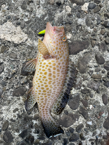 オオモンハタの釣果