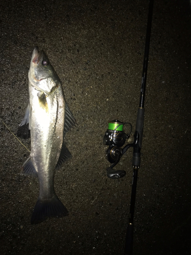 シーバスの釣果