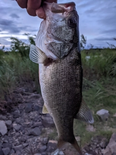 ラージマウスバスの釣果