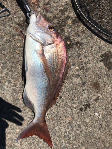 マダイの釣果