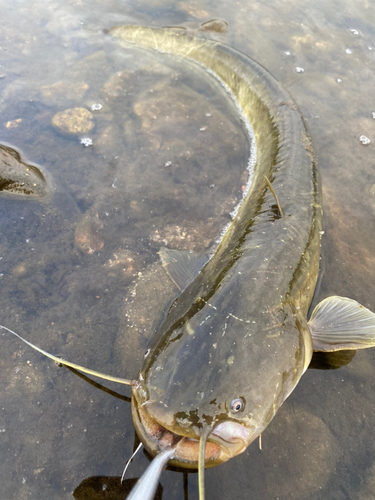 ナマズの釣果