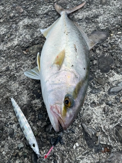 ショゴの釣果